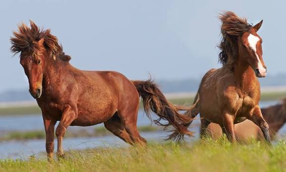 Two muscular chestnut horses frolic and gallop across a sunny summer field, with a third horse blurred in the distant wetland background.