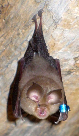 picture of a Brown furry horseshoe bat hanging upside down in a cave